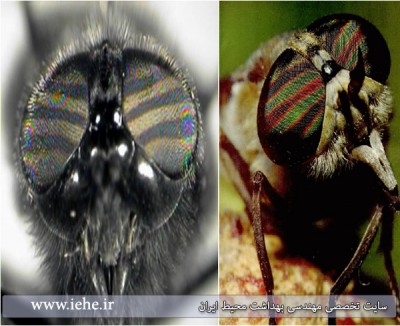 Diptera