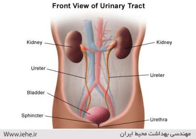 سیستم کلیه و مجاری ادرار