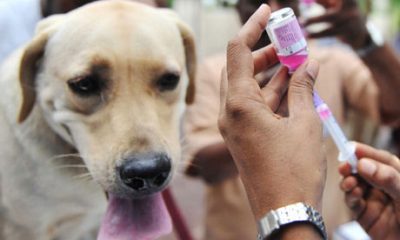 دانلود پاورپوینت رایگان بیماری هاری Rabies