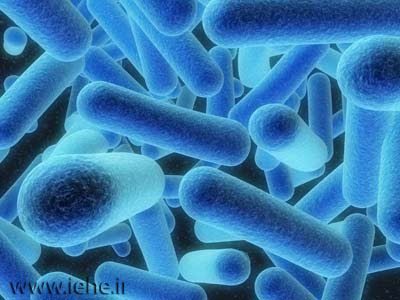 باکتری لژیونلا عامل بیماری لژیونر و تب پونتیاک Legionella