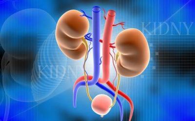 پاورپوینت رژیم درمانی در پیوند کلیه,دانلود پاورپوینت درباره کلیه