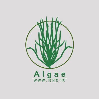 کاربرد جلبک که هم غذا است و هم سوخت در نجات کره زمین,Sapphire Energy,جلبک تولید سوخت و غذا