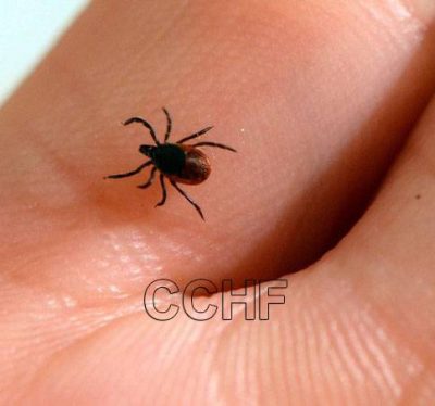 تب خونریزی دهنده کریمه کنگو ، راههای مراقبت از بیماری کنگو کریمه CCHF