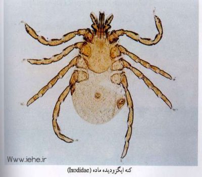 کنه ایگزودیده نر IXODIDAE