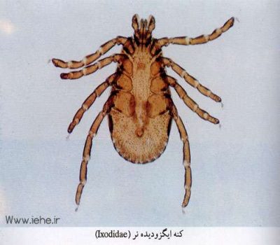 کنه ایگزودیده ماده IXODIDAE