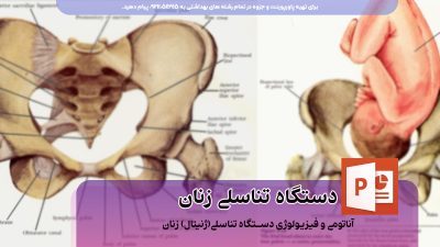 دانلود پاورپوینت جزوه آناتومی و فیزیولوژی دستگاه تناسلی(ژنیتال) زنان